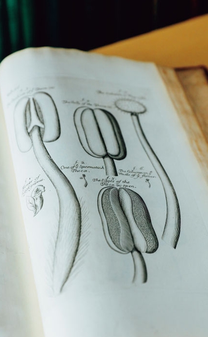 これはイギリスの古書店で入手した、17世紀に出版された貴重な植物学書『THE ANATOMY OF PLANTS WITHAN IDEA OF A Philosophical Historyof Plants』。